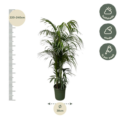 XL kamerplant - Kentia Palm - Pot Ø 38cm Hoogte ↕ 220cm