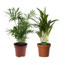 Kamerplant 2x Dypsis lutescens/Chamaedorea Duo - Pot Ø 12cm Hoogte ↕ 40cm