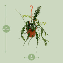 Kamerplant - Epiphyllum Anguliger - Pot Ø 17cm Hoogte ↕ 35cm