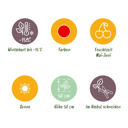 Buitenplant 6x Fragaria 'Elvira' - Rode Aardbei - Winterhard - Pot Ø 9cm