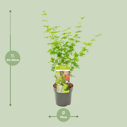 Buitenplant - Acer palmatum 'Going Green' - Pot Ø 19cm Hoogte ↕ 50cm