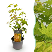 Buitenplant - Acer palmatum 'Orange Dream' - Bladverliezend - Pot Ø 12cm Hoogte ↕ 35cm