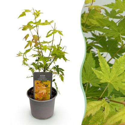 Buitenplant - Acer palmatum 'Orange Dream' - Bladverliezend - Pot Ø 12cm Hoogte ↕ 35cm