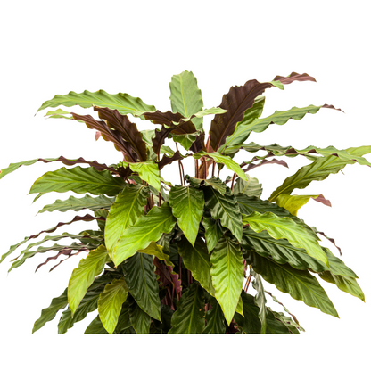 Kamerplant - Calathea Rufibarba - Pot Ø 27cm Hoogte ↕ 60-80cm