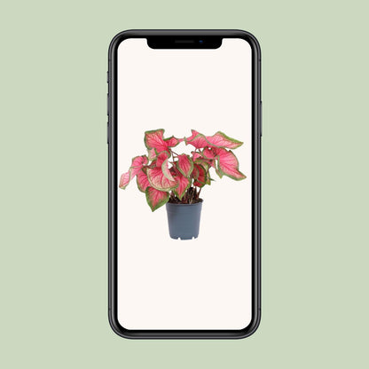 Kamerplant - Caladium Sweetheart - Pot Ø 12cm Hoogte ↕ 25cm