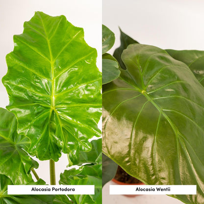 Kamerplant - Alocasia Wentii + Alocasia Portodora - Met mand - Pot Ø 19cm