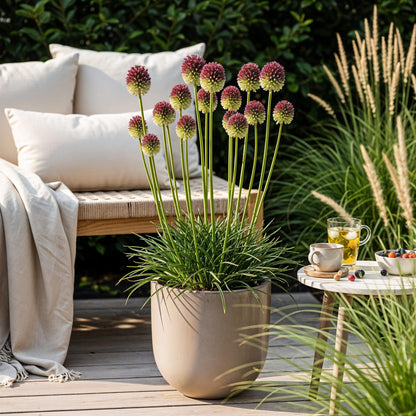 Buitenplant 100x Allium Sphaerocephalon - Bloeiend - Bolmaat 5/6