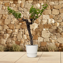 Buitenplant - Druivenboom Vitis Vinifera stam vertakt - Pot Ø 55cm Hoogte ↕ 220cm