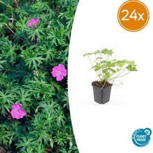 Buitenplant 24x Geranium 'Tiny Monster' - Bloeiend - Pot Ø 9cm Hoogte ↕ 10-25cm