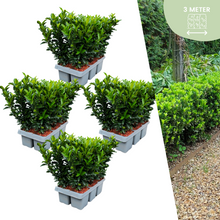 Buitenplant 24x Euonymus 'Green Spire' - Pot Ø 7cm Hoogte ↕ 15cm