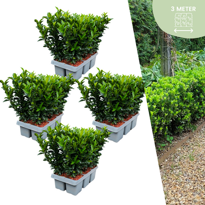 Buitenplant 24x Euonymus 'Green Spire' - Pot Ø 7cm Hoogte ↕ 15cm
