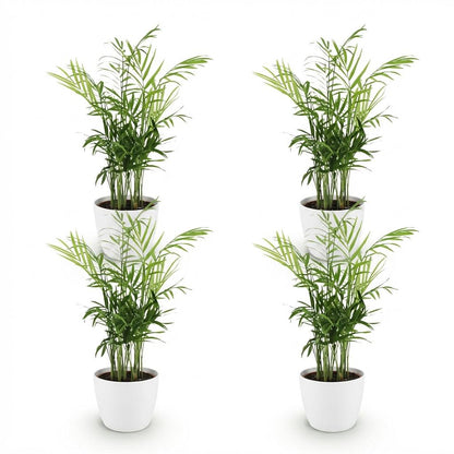 Kamerplant 4x Chamaedorea elegans - Pot Ø 12cm Hoogte ↕ 15cm