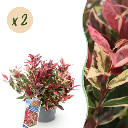 Buitenplant 2x Leucothoe Colour Diamond - Groenblijvend - Pot Ø 17cm Hoogte ↕ 45cm
