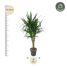 XL kamerplant - Yucca Elephantipes vertakt - Pot Ø 31cm Hoogte ↕ 150cm
