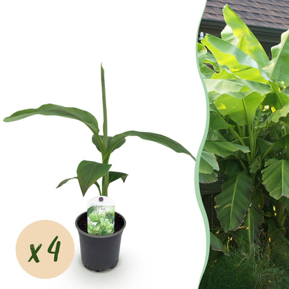 Buitenplant 4x Musa Basjoo - Winterhard - Pot Ø 12cm Hoogte ↕ 30cm