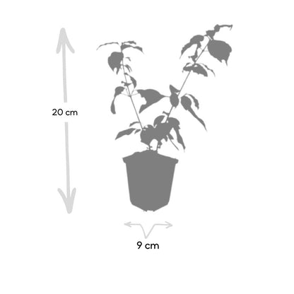 Buitenplant 12x Cornus sang. 'Anny's Winter Orange' - Pot Ø 9cm Hoogte ↕ 10-25cm