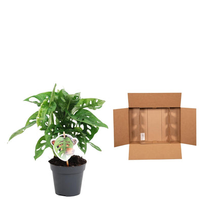 Kamerplant - Monstera obliqua 'Monkey Leaf' - Pot Ø 12cm Hoogte ↕ 25cm