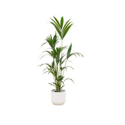 XL kamerplant - Kentia Palm - Pot Ø 30cm Hoogte ↕ 160cm
