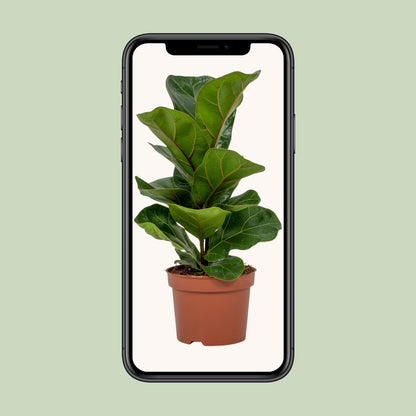 Kamerplant - Ficus Lyrata - Pot Ø 12cm Hoogte ↕ 30cm