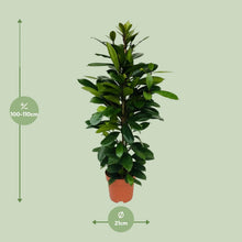 XL kamerplant - Ficus Cyathistipula - Pot Ø 21cm Hoogte ↕ 105cm