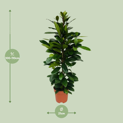 XL kamerplant - Ficus Cyathistipula - Pot Ø 21cm Hoogte ↕ 105cm