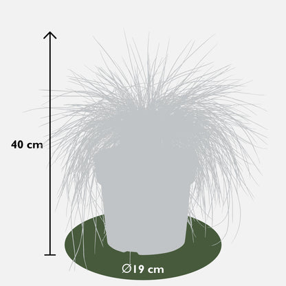 Buitenplant - Festuca glauca Azura Blue - Pot Ø 19cm Hoogte ↕ 40cm