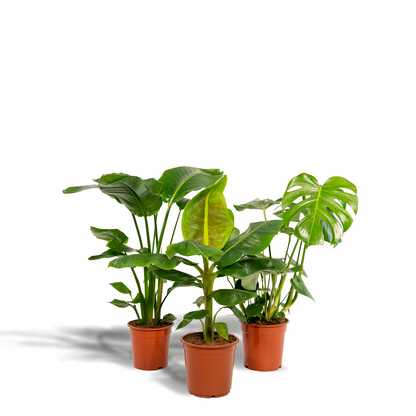 Kamerplant set 3 stuks - Monstera Deliciosa, Musa Dwarf Cavendish & Strelitzia Nicolai