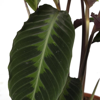 Kamerplant - Calathea Warscewiczii (Pauwenplant) - Pot Ø 19cm Hoogte ↕ 70cm