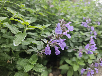 Buitenplant 12x Nepeta 'Walker's Low' - Bloeiend - Pot Ø 9cm Hoogte ↕ 10-25cm