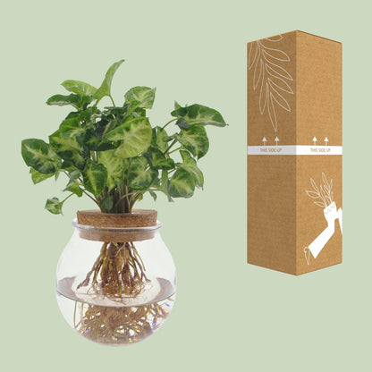 Kamerplant - Syngonium Pixie - Pot Ø 12cm Hoogte ↕ 30cm