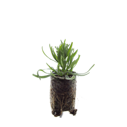 Buitenplant 6x Lavandula 'Munstead' - Bloeiend - Aromatisch