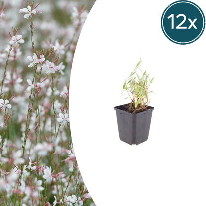 Buitenplant 12x Gaura lindheimeri - Bloeiend - Pot Ø 9cm Hoogte ↕ 10-25cm