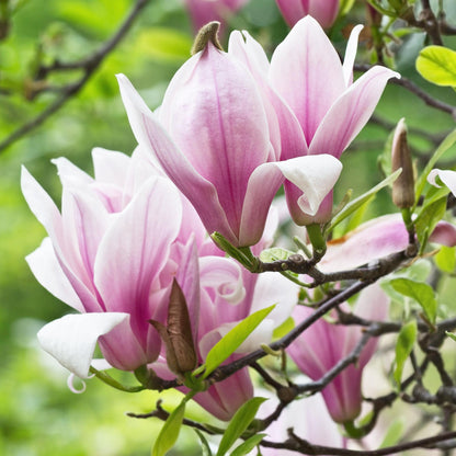 Buitenplant - Magnolia George Henry Kern - Bloeiend - Pot Ø 12cm Hoogte ↕ 30cm