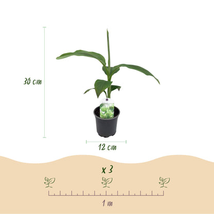 Buitenplant 2x Musa Basjoo - Winterhard - Pot Ø 12cm Hoogte ↕ 30cm