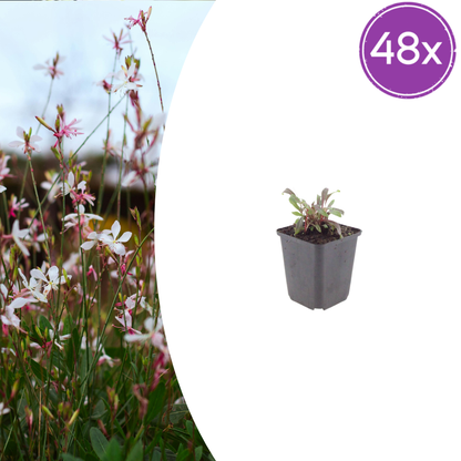 Buitenplant 48x Gaura lindheimeri 'Siskiyou Pink' - Bloeiend - Pot Ø 9cm Hoogte ↕ 10-25cm