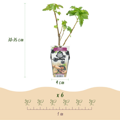 Buitenplant 3x Ribes nigrum 'Titania' - Winterhard - Pot Ø 9cm Hoogte ↕ onbekend