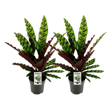 Kamerplant 2x Calathea Lancifolia Insignis - Pot Ø 14cm Hoogte ↕ 45cm