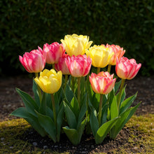 Buitenplant - Tulp Foxtrot mix - Bloeiend - 12 bollen Bolmaat 11/12