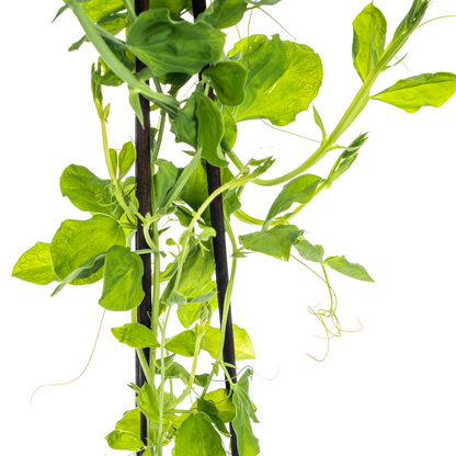 Buitenplant 4x Lathyrus Odoratus - Bloeiend - Pot Ø 13cm Hoogte ↕ 60cm