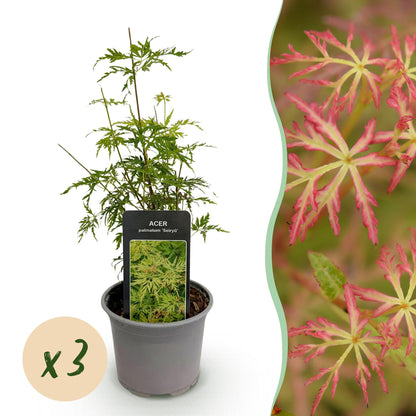 Buitenplant - Acer palmatum Seiryu - Bladverliezend - Pot Ø 12cm Hoogte ↕ 35cm