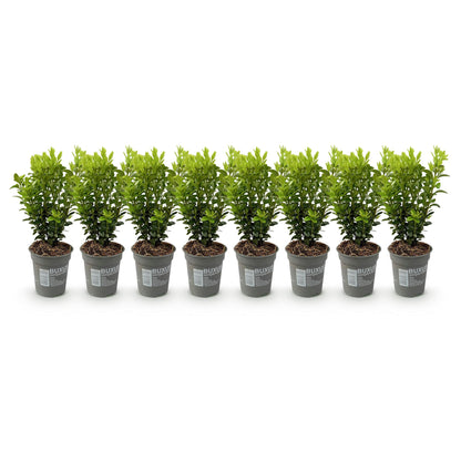 Buitenplant 8x Buxus sempervirens - Haagplant - Pot Ø 9cm Hoogte ↕ 20-25cm