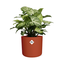 Kamerplant - Syngonium Arrow - Pot Ø 14cm
