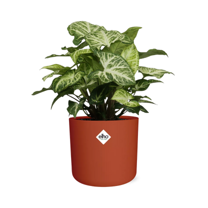 Kamerplant - Syngonium Arrow - Pot Ø 14cm