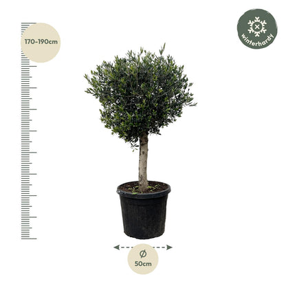 XL plant - Olea europaea - Pot Ø 50cm Hoogte ↕ 180cm