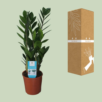 Kamerplant - Zamioculcas Zamiifolia - Pot Ø 14cm Hoogte ↕ 55cm