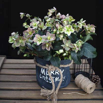 Buitenplant - Helleborus Angels Glow - Bloeiend - Pot Ø 19cm Hoogte ↕ 50cm