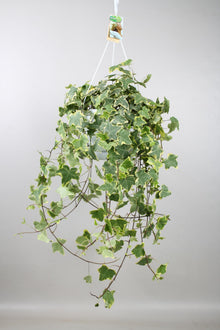 Kamerplant - Hedera Helix Gold Child - Hangplant XXL - Pot Ø 24cm