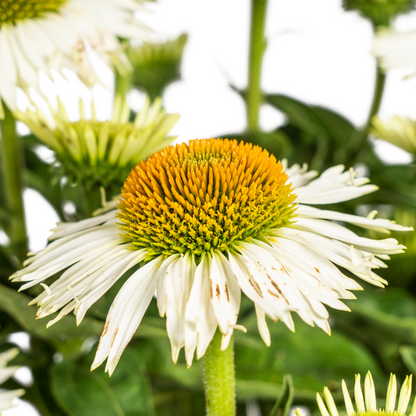 Buitenplant - Echinacea Purpurea White - Bloeiend - Pot Ø 19cm Hoogte ↕ 60-70cm