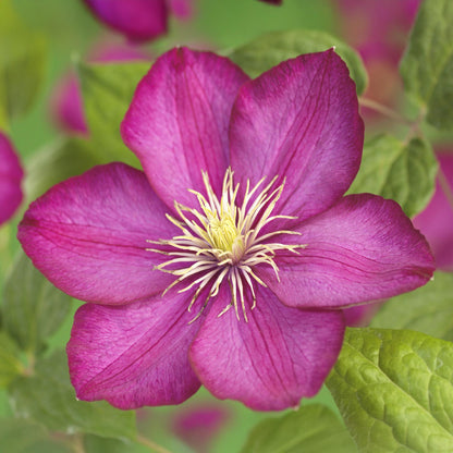 Buitenplant 2x Clematis Ville de Lyon - Bloeiend - Pot Ø 11cm Hoogte ↕ 40cm