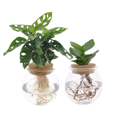 Kamerplant 2x Bolglas Duo Monstera Adansonii & Clusia - Pot Ø 12cm Hoogte ↕ 30cm